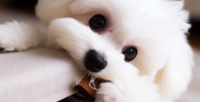 bichon maltes mordiendo muebles